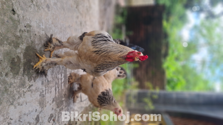 কলম্বিয়ান লাইট ব্রাহমা মুরগি